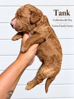 Tank, a female Goldendoodle for sale in Haslet, TX – 5 of 5