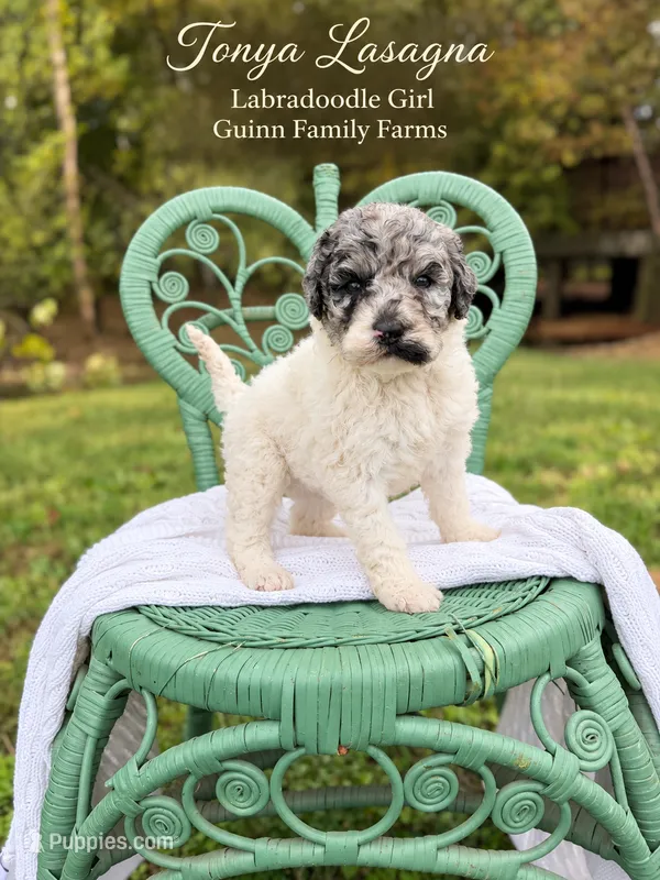 Tonya Lasagna Merle Parti – Labradoodle puppy for sale in Haslet, TX