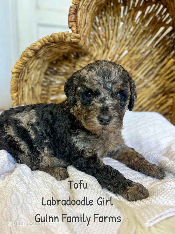 Tofu Merle  – Labradoodle puppy for sale in Haslet, TX