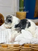 processed/d21ac227-b1aa-44d5-9a16-6ec565855b4d/listing/2b4dd6af-69fd-494e-9c24-0daa84303d4d/49e4a82a-cfb7-4ea1-b5f4-82738574286f