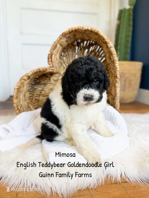 Mimosa English Teddybear Tri Color – Goldendoodle, English Goldendoodle puppy for sale in Haslet, TX