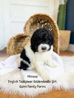 Mimosa English Teddybear Tri Color, a female Goldendoodle and English Goldendoodle for sale in Haslet, TX – 1 of 7