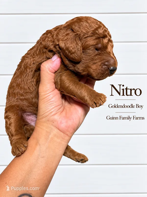 Nitro – Goldendoodle puppy for sale in Haslet, TX