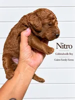 Nitro, a female Goldendoodle for sale in Haslet, TX – 1 of 4
