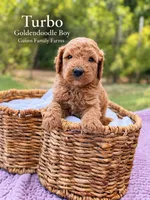 Turbo , a female Goldendoodle for sale in Haslet, TX – 3 of 5