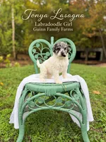 Tonya Lasagna Merle Parti, a female Labradoodle for sale in Haslet, TX – 3 of 5