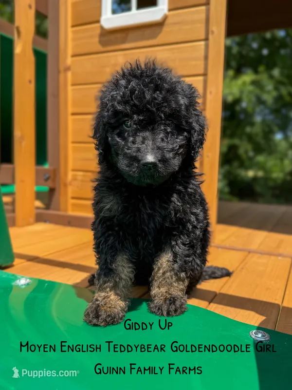Giddy Up  – Goldendoodle puppy for sale in Haslet, TX