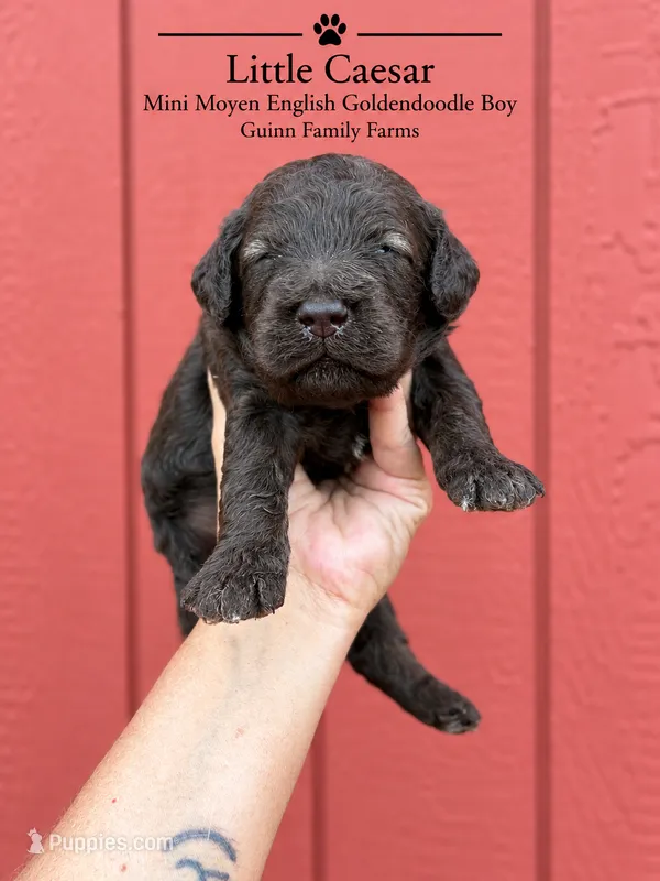 Little Caesar Chocolate  – English Goldendoodle, Miniature Goldendoodle puppy for sale in Haslet, TX