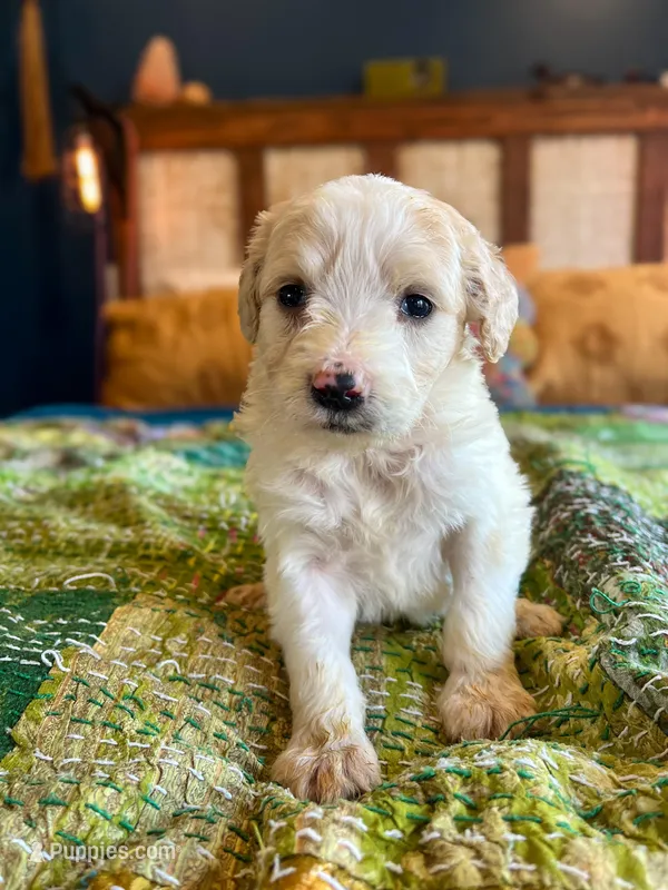 Zoey English Teddbear , a female Goldendoodle and English Goldendoodle for sale in Haslet, TX – Photo 1 of 5