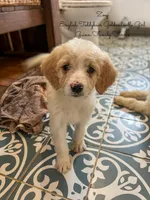 Zoey English Teddbear , a female Goldendoodle and English Goldendoodle for sale in Haslet, TX – Photo 5 of 7