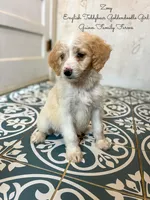 Zoey English Teddbear , a female Goldendoodle and English Goldendoodle for sale in Haslet, TX – Photo 4 of 7