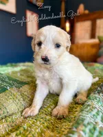 Zoey English Teddbear , a female Goldendoodle and English Goldendoodle for sale in Haslet, TX – Photo 2 of 5