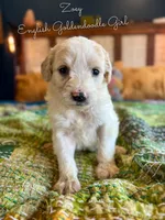 Zoey English Teddbear , a female Goldendoodle and English Goldendoodle for sale in Haslet, TX – Photo 3 of 5