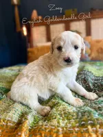 Zoey English Teddbear , a female Goldendoodle and English Goldendoodle for sale in Haslet, TX – Photo 4 of 5