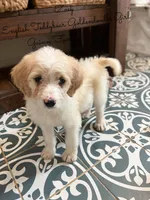 Zoey English Teddbear , a female Goldendoodle and English Goldendoodle for sale in Haslet, TX – Photo 6 of 7