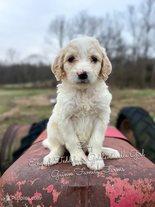 Zoey English Teddbear  – Goldendoodle, English Goldendoodle puppy for sale in Haslet, TX
