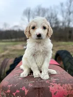 Zoey English Teddbear , a female Goldendoodle and English Goldendoodle for sale in Haslet, TX – Photo 2 of 5