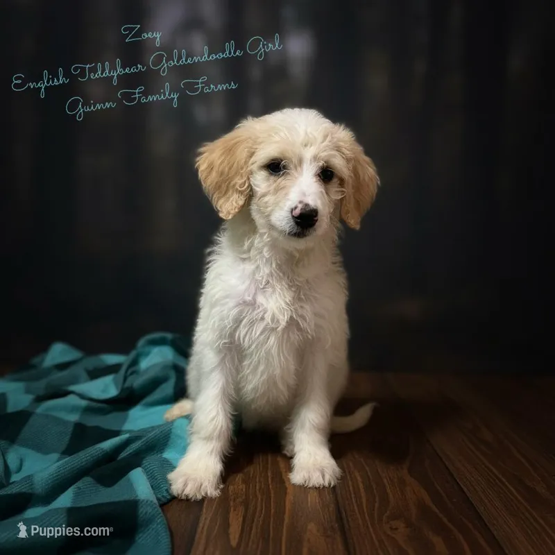Zoey English Teddbear  – Goldendoodle, English Goldendoodle puppy for sale in Haslet, TX