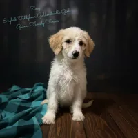 Zoey English Teddbear , a female Goldendoodle and English Goldendoodle for sale in Haslet, TX – Photo 1 of 7