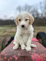 Zoey English Teddbear , a female Goldendoodle and English Goldendoodle for sale in Haslet, TX – Photo 5 of 5