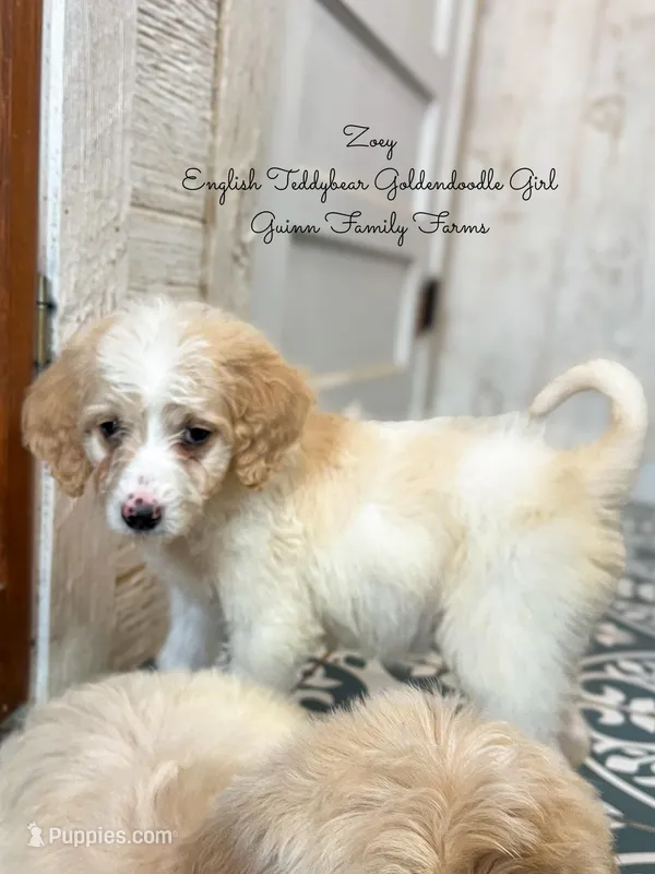 Zoey English Teddbear  – Goldendoodle, English Goldendoodle puppy for sale in Haslet, TX