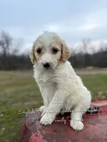 Zoey English Teddbear , a female Goldendoodle and English Goldendoodle for sale in Haslet, TX – Photo 3 of 5