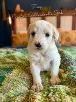 Zoey English Teddbear , a female Goldendoodle and English Goldendoodle for sale in Haslet, TX – Photo 5 of 5