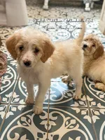 Zoey English Teddbear , a female Goldendoodle and English Goldendoodle for sale in Haslet, TX – Photo 3 of 7
