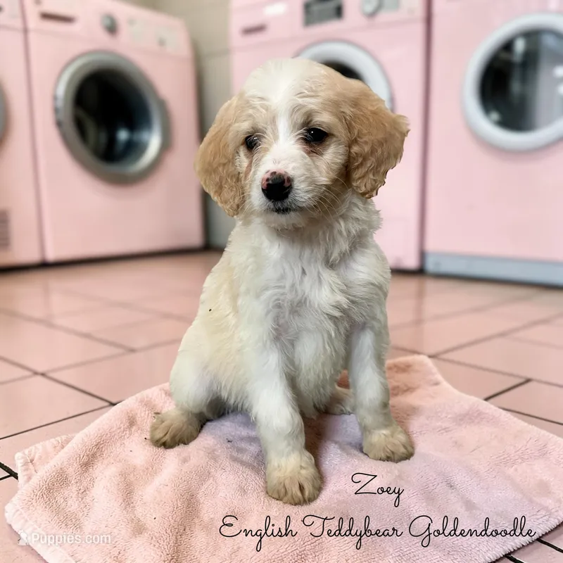 Zoey English Teddbear  – Goldendoodle, English Goldendoodle puppy for sale in Haslet, TX