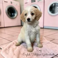 Zoey English Teddbear , a female Goldendoodle and English Goldendoodle for sale in Haslet, TX – Photo 1 of 5