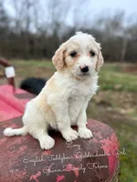 Zoey English Teddbear , a female Goldendoodle and English Goldendoodle for sale in Haslet, TX – Photo 4 of 5