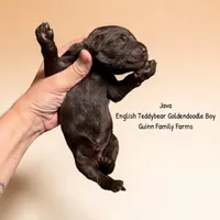Java English Teddybear , a male Goldendoodle and English Goldendoodle for sale in Haslet, TX – 2 of 3