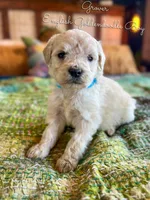 Grover English Teddybear, a female Goldendoodle and English Goldendoodle for sale in Haslet, TX – Photo 2 of 4