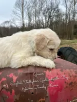 Grover English Teddybear, a male Goldendoodle and English Goldendoodle for sale in Haslet, TX – Photo 3 of 5