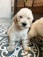 Grover English Teddybear, a male Goldendoodle and English Goldendoodle for sale in Haslet, TX – Photo 6 of 8