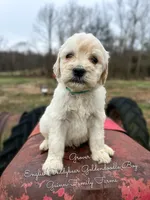 Grover English Teddybear, a male Goldendoodle and English Goldendoodle for sale in Haslet, TX – Photo 2 of 5