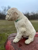 Grover English Teddybear, a male Goldendoodle and English Goldendoodle for sale in Haslet, TX – Photo 4 of 5