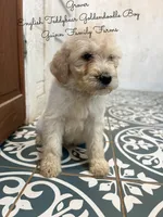 Grover English Teddybear, a male Goldendoodle and English Goldendoodle for sale in Haslet, TX – Photo 7 of 8