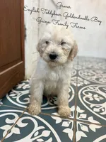 Grover English Teddybear, a male Goldendoodle and English Goldendoodle for sale in Haslet, TX – Photo 4 of 8