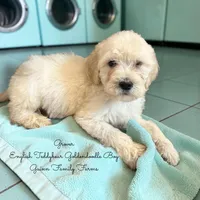 Grover English Teddybear, a male Goldendoodle and English Goldendoodle for sale in Haslet, TX – Photo 1 of 5