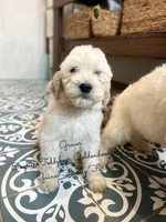 Grover English Teddybear, a male Goldendoodle and English Goldendoodle for sale in Haslet, TX – Photo 5 of 8