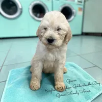 Grover English Teddybear, a male Goldendoodle and English Goldendoodle for sale in Haslet, TX – Photo 5 of 5