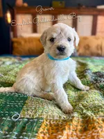 Grover English Teddybear, a female Goldendoodle and English Goldendoodle for sale in Haslet, TX – Photo 4 of 4