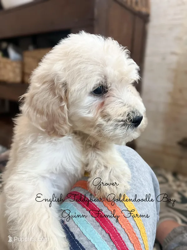 Grover English Teddybear – Goldendoodle, English Goldendoodle puppy for sale in Haslet, TX