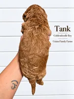 Tank, a female Goldendoodle for sale in Haslet, TX – 3 of 5