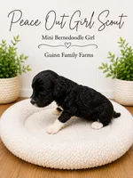Peace Out Girl Scout , a female Bernedoodle and Miniature Bernedoodle for sale in Haslet, TX – 5 of 5