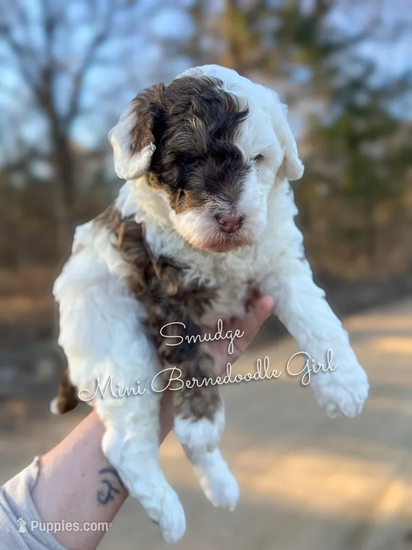 Smudge, a female Miniature Bernedoodle for sale in Haslet, TX – Photo 1 of 4