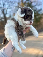 Smudge, a female Miniature Bernedoodle for sale in Haslet, TX – Photo 2 of 4