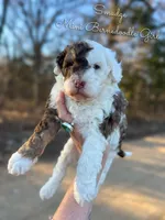Smudge, a female Miniature Bernedoodle for sale in Haslet, TX – Photo 3 of 4