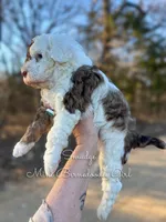 Smudge, a female Miniature Bernedoodle for sale in Haslet, TX – Photo 4 of 4